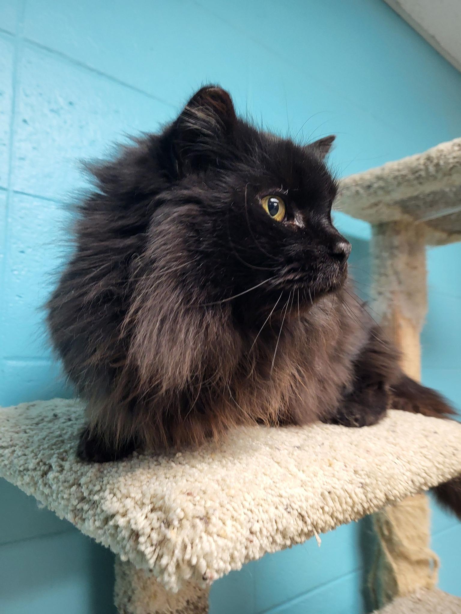 Mamacita (Big Mama), a Adoptable Domestic Long Hair in Chilton, WI image 4/6
