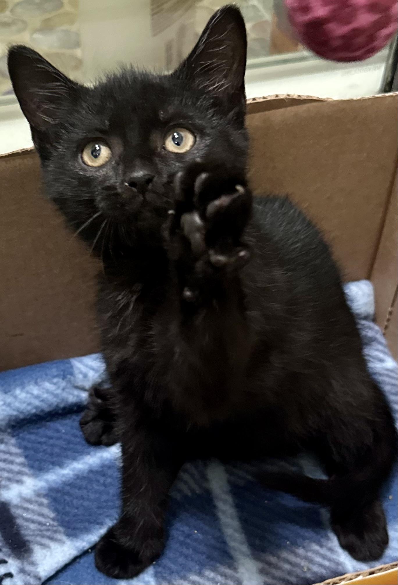 Barron, an adopted Domestic Short Hair in Fayetteville, NC image 1/6
