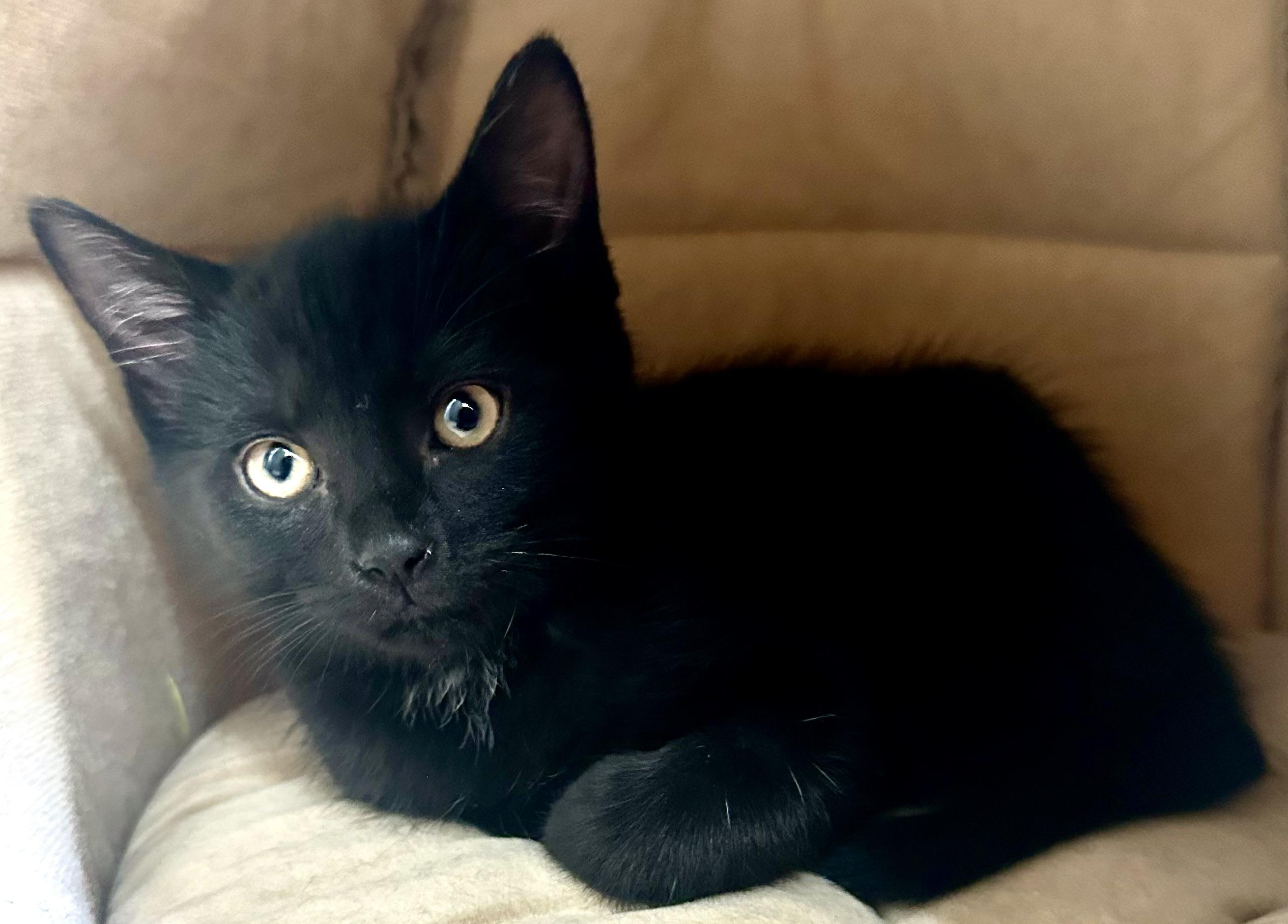 Barron, an adopted Domestic Short Hair in Fayetteville, NC image 2/6