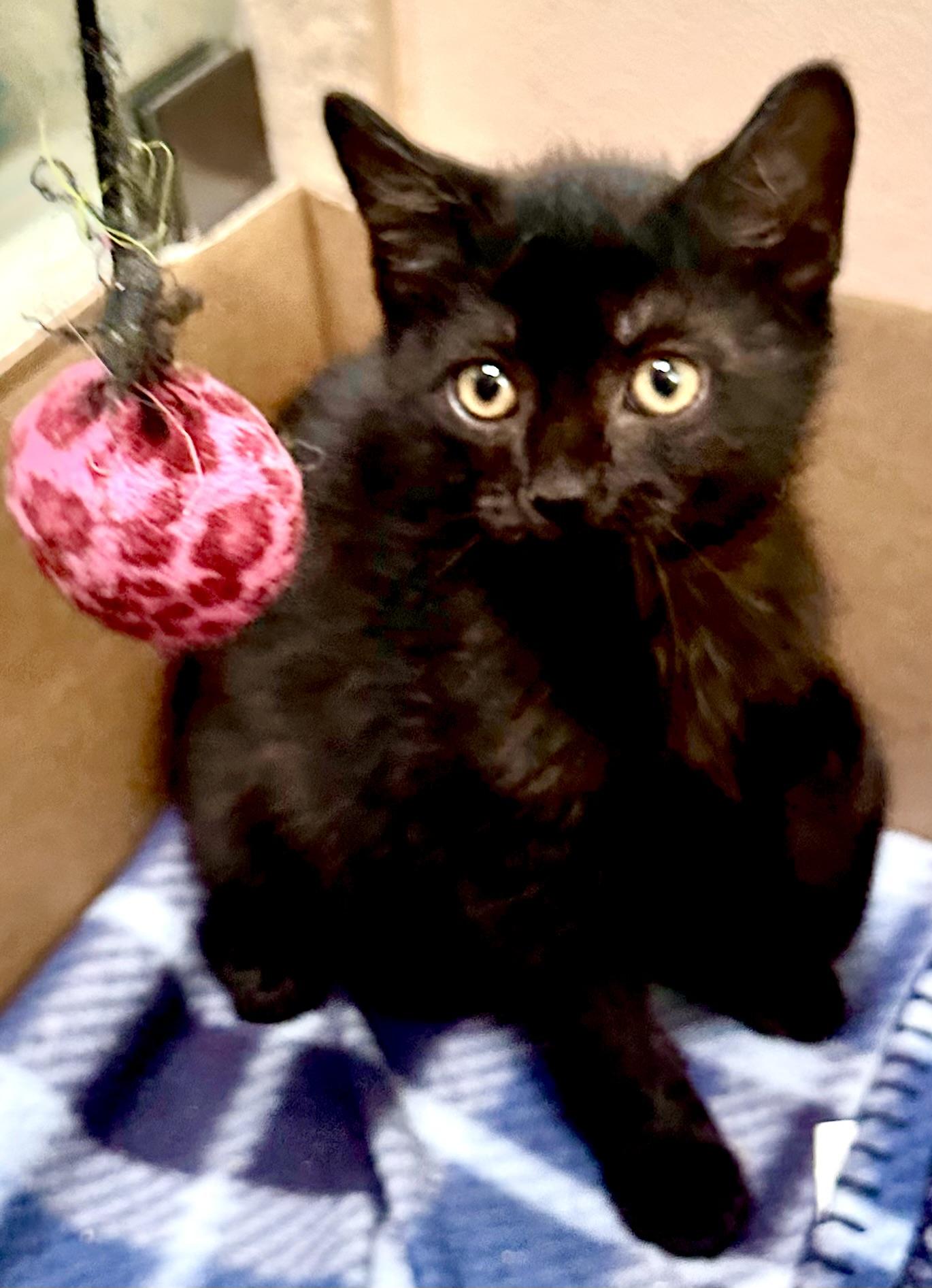 Barron, an adopted Domestic Short Hair in Fayetteville, NC image 3/6