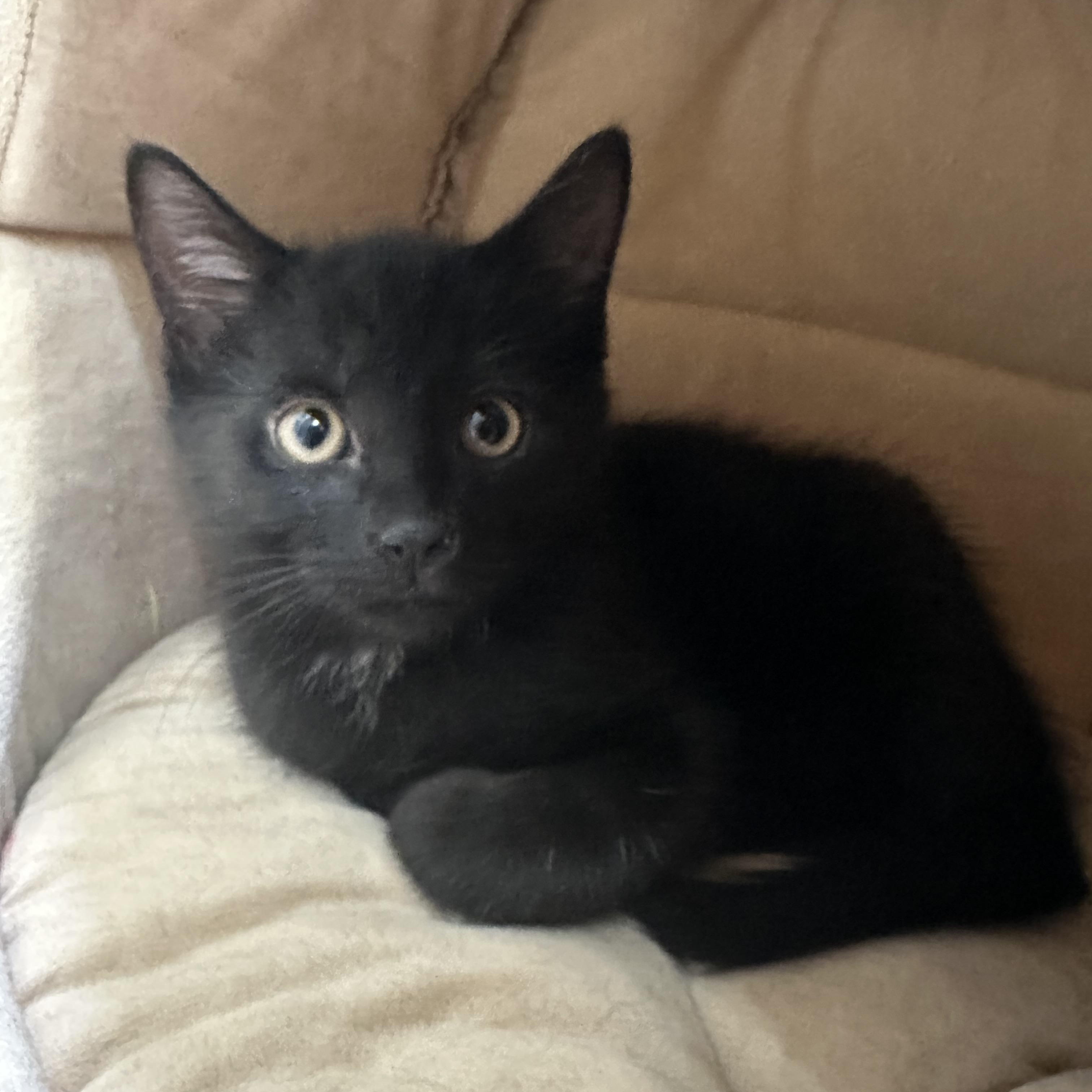 Barron, an adopted Domestic Short Hair in Fayetteville, NC image 4/6