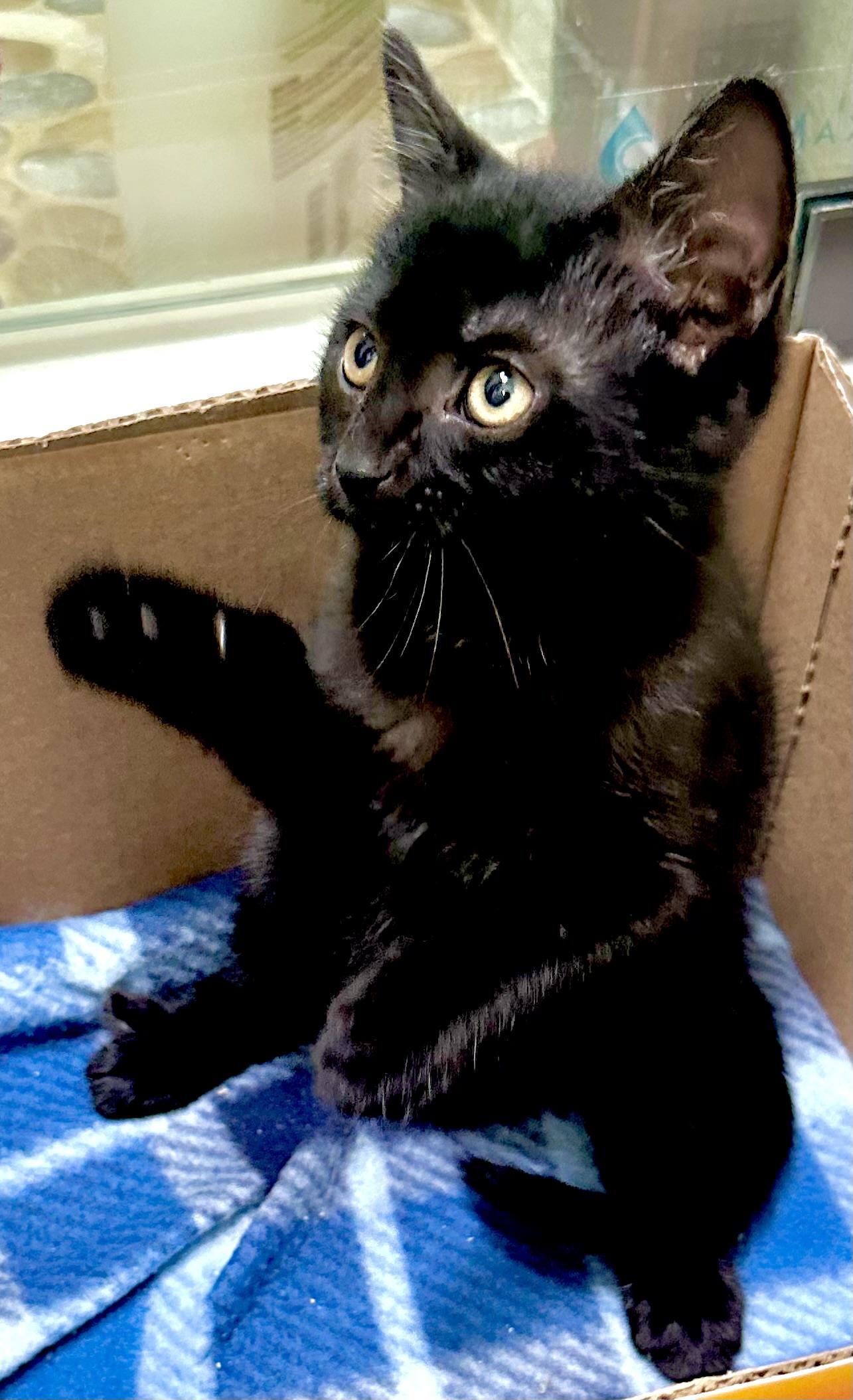 Barron, an adopted Domestic Short Hair in Fayetteville, NC image 5/6