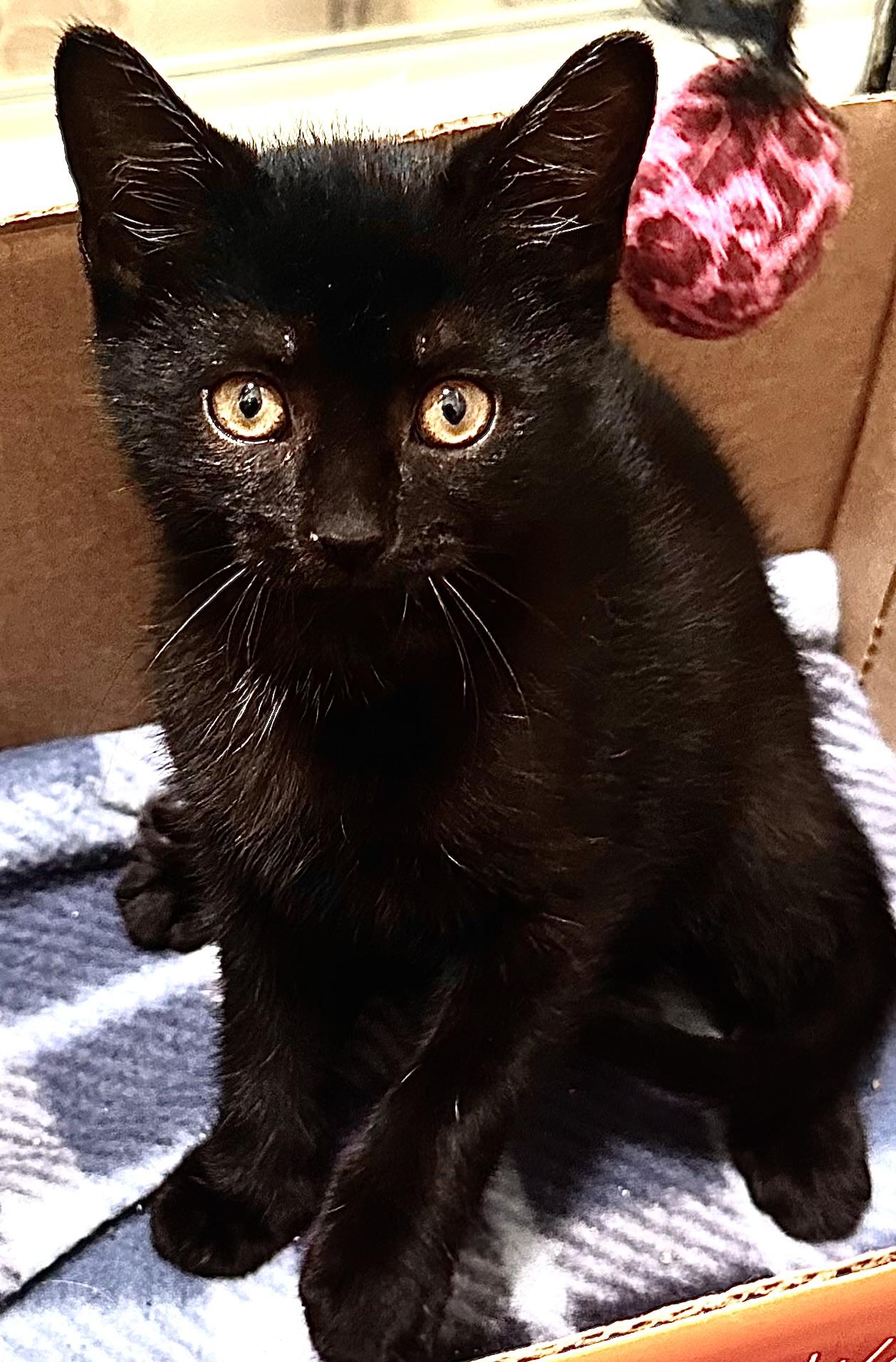 Barron, an adopted Domestic Short Hair in Fayetteville, NC image 6/6