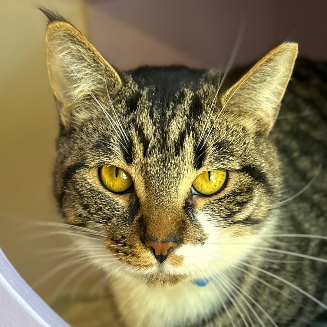 Forest, Adoptable, Adult Male Domestic Short Hair.