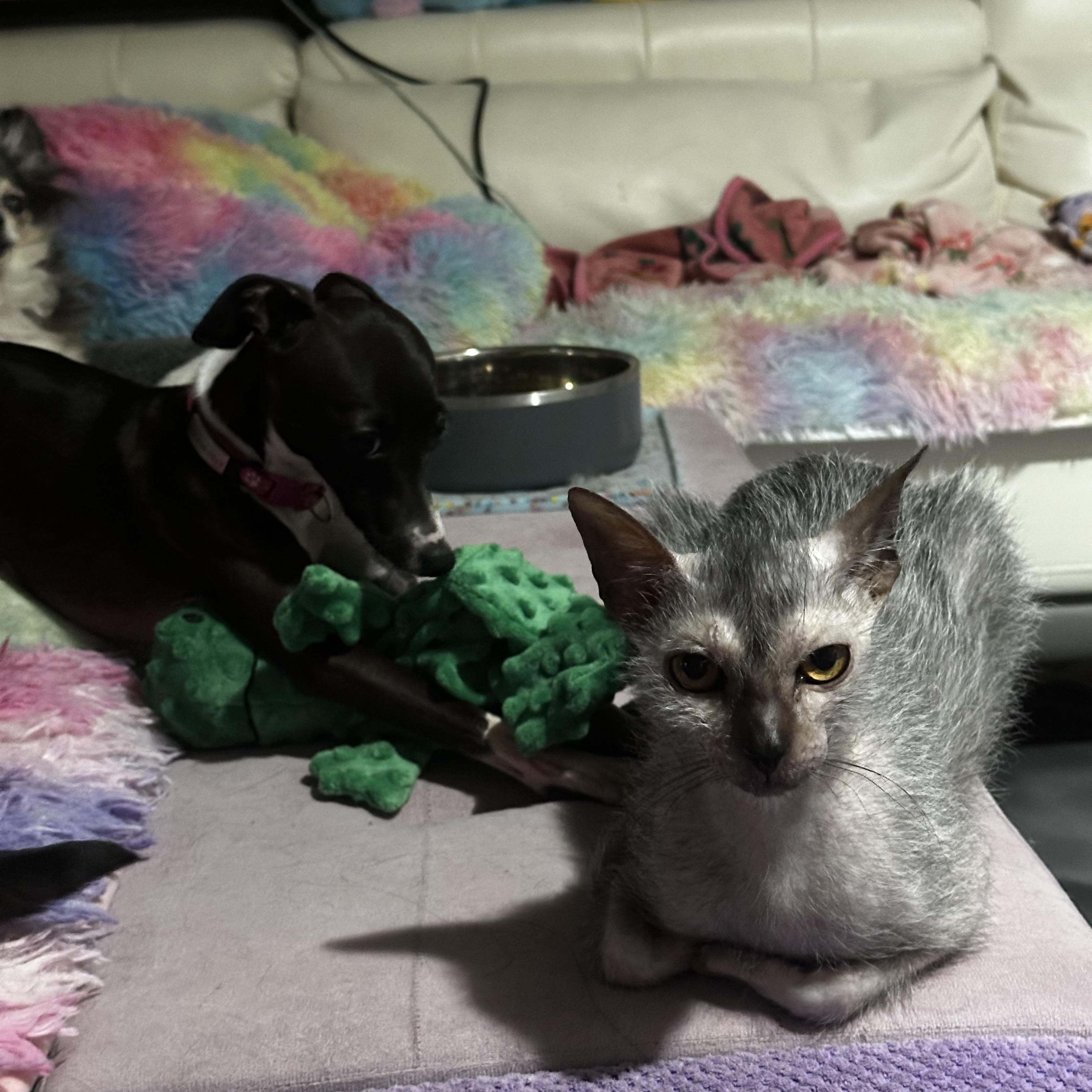 Enlarge Grim, an adopted Lykoi in Cypress, TX image 1/5