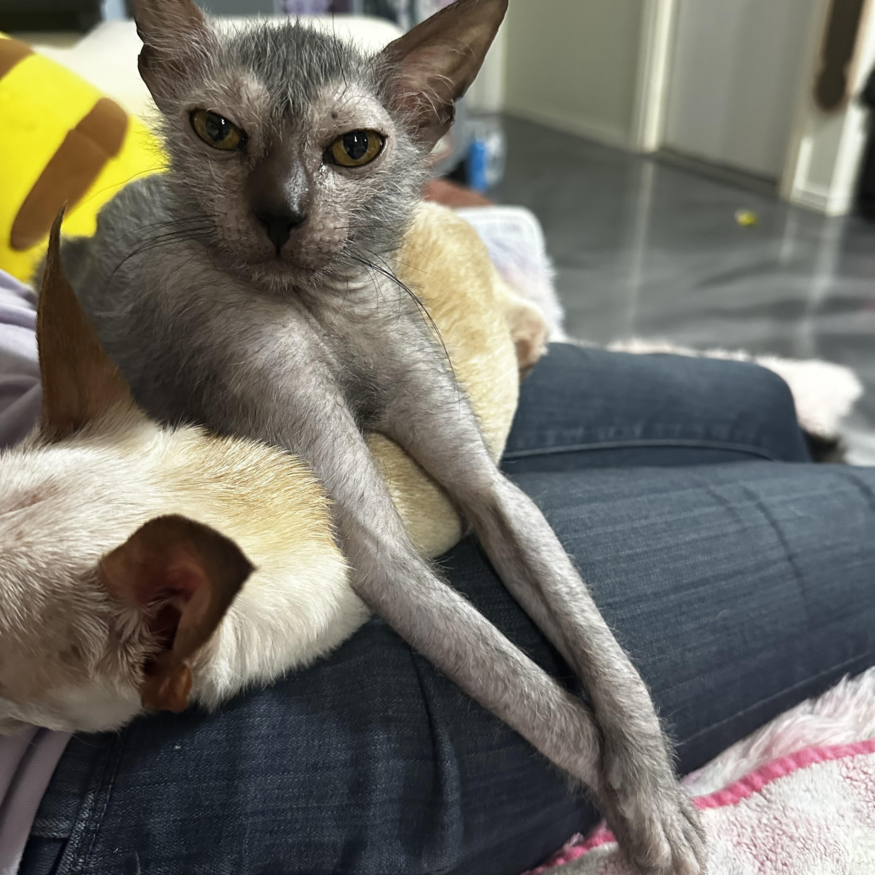 Enlarge Grim, an adopted Lykoi in Cypress, TX image 2/5