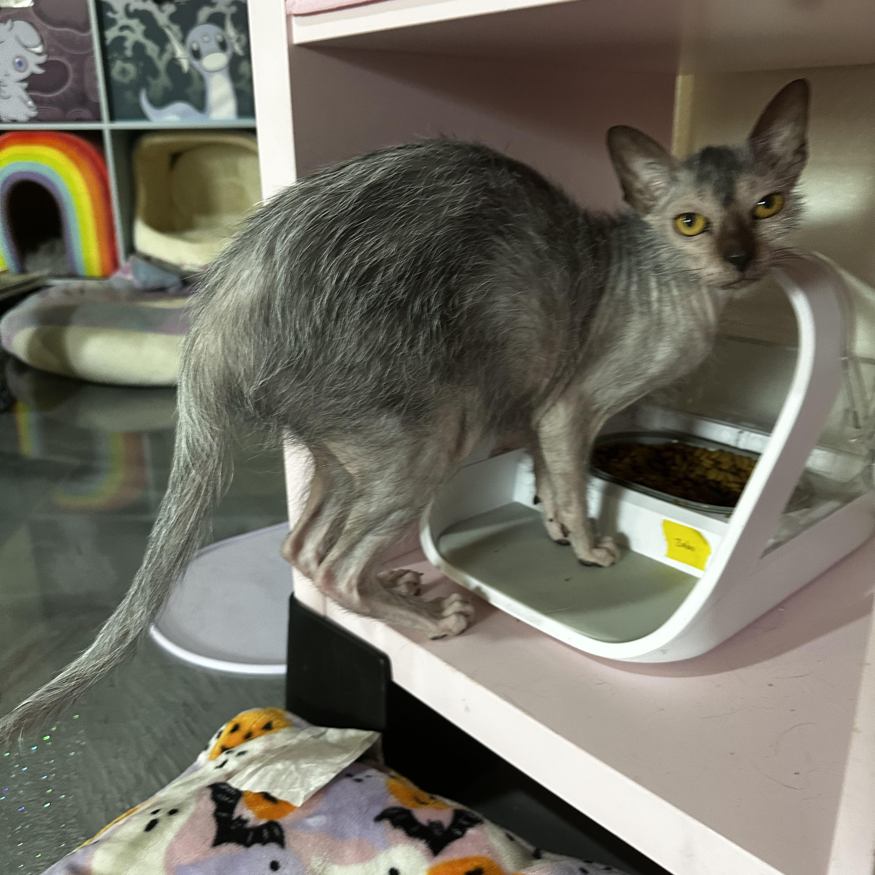 Enlarge Grim, an adopted Lykoi in Cypress, TX image 3/5