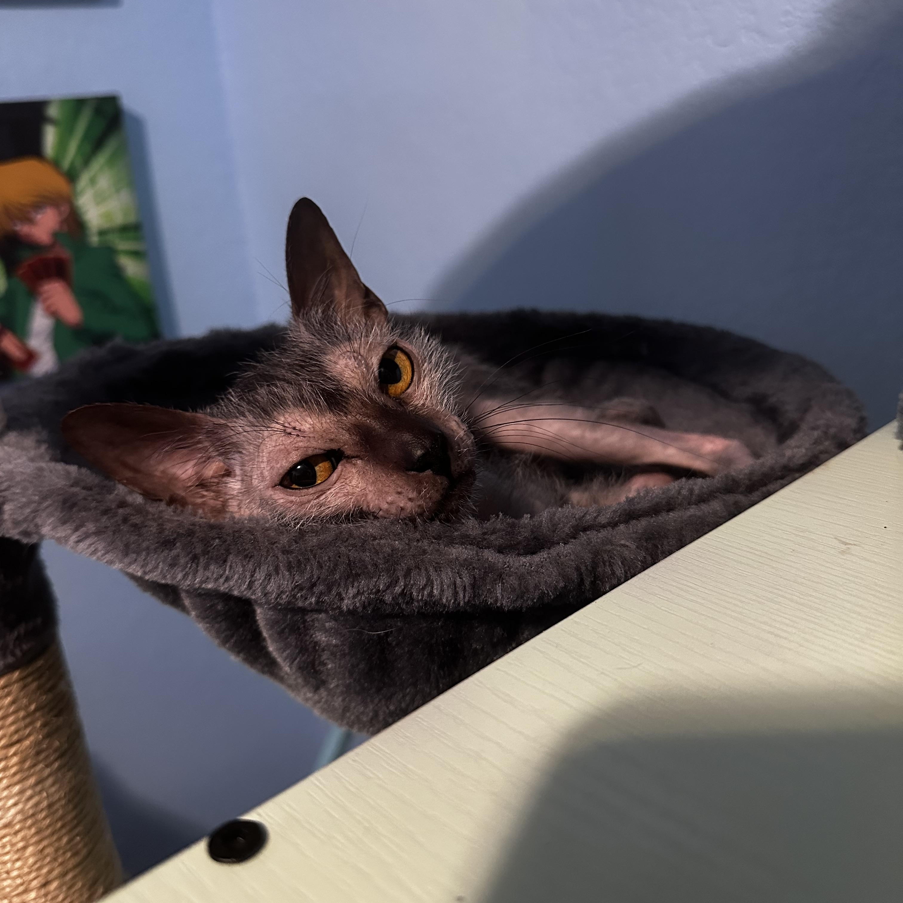Enlarge Grim, an adopted Lykoi in Cypress, TX image 5/5