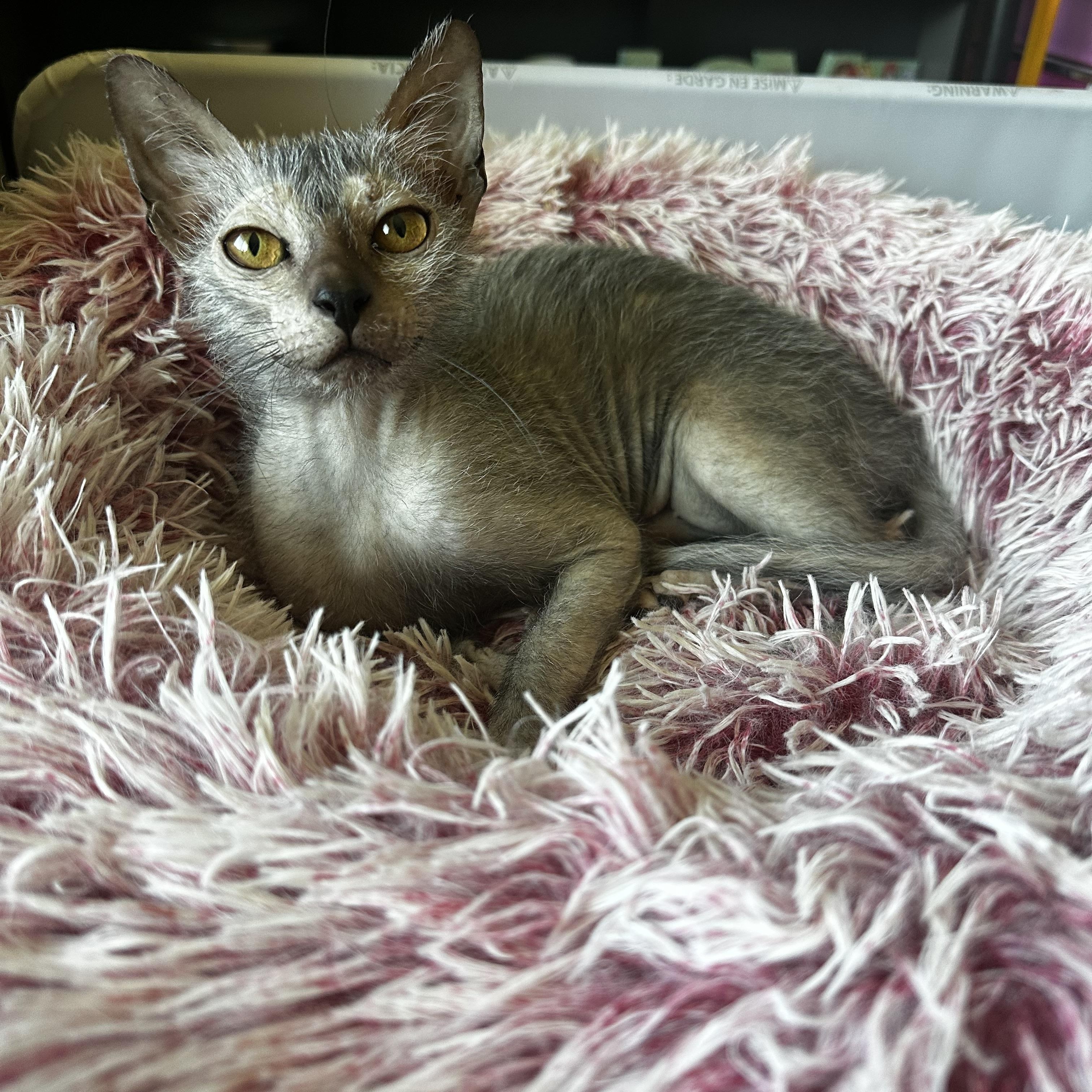 Enlarge Grim, an adopted Lykoi in Cypress, TX image 4/5