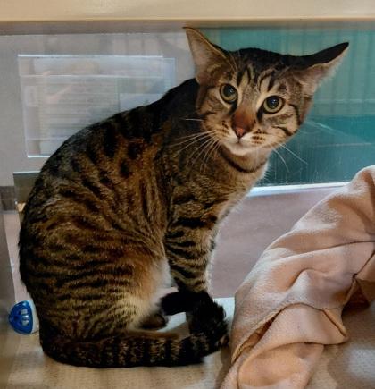 Tinkerbell, an adopted Domestic Short Hair in Stanwood, WA image 2/2