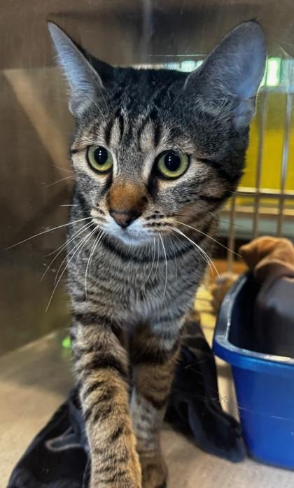 Tinkerbell, adopted, Young Female Domestic Short Hair.
