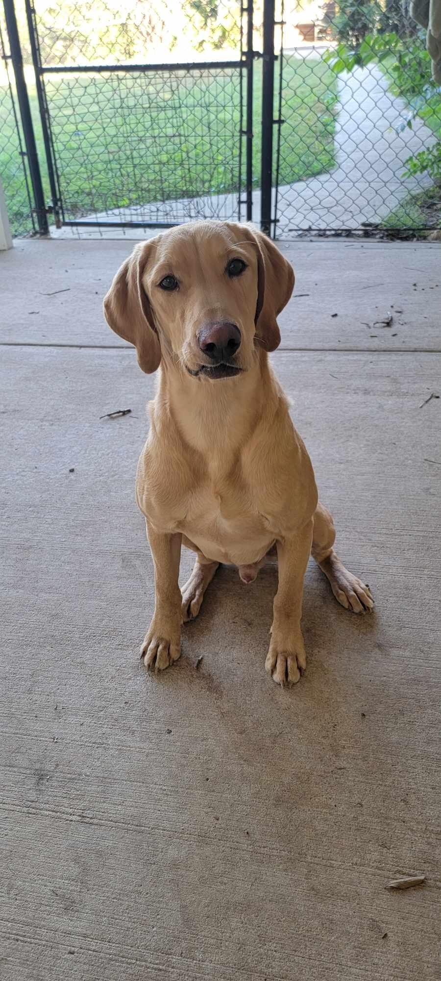 Leo, Adopted, Adult Male Yellow Labrador Retriever.
