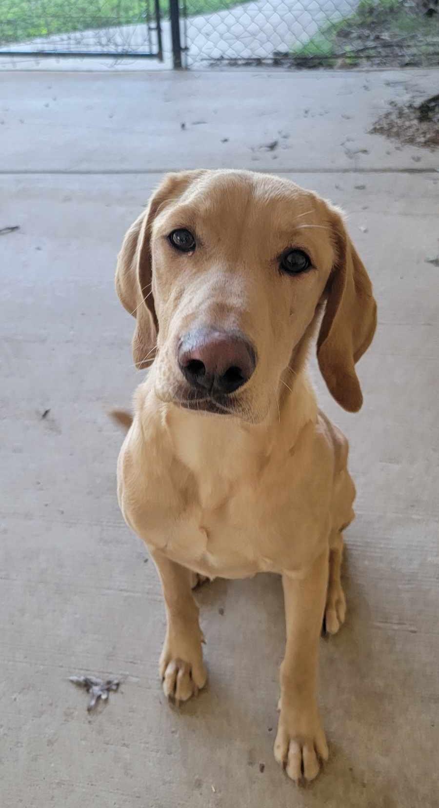 Leo, a Adopted Yellow Labrador Retriever in Grant, AL image 2/5
