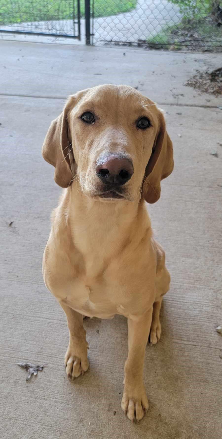 Leo, a Adopted Yellow Labrador Retriever in Grant, AL image 3/5