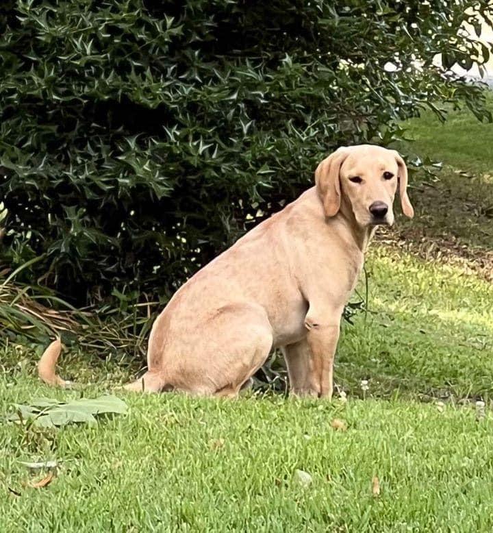 Leo, a Adopted Yellow Labrador Retriever in Grant, AL image 4/5