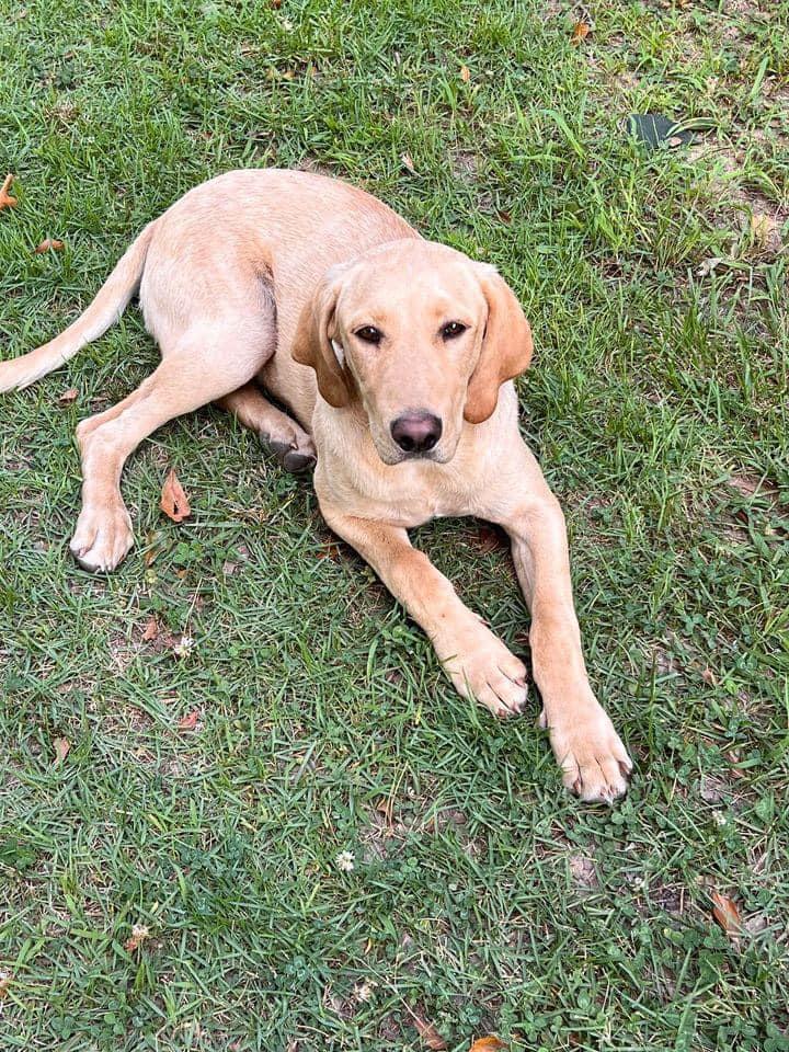 Leo, a Adopted Yellow Labrador Retriever in Grant, AL image 5/5