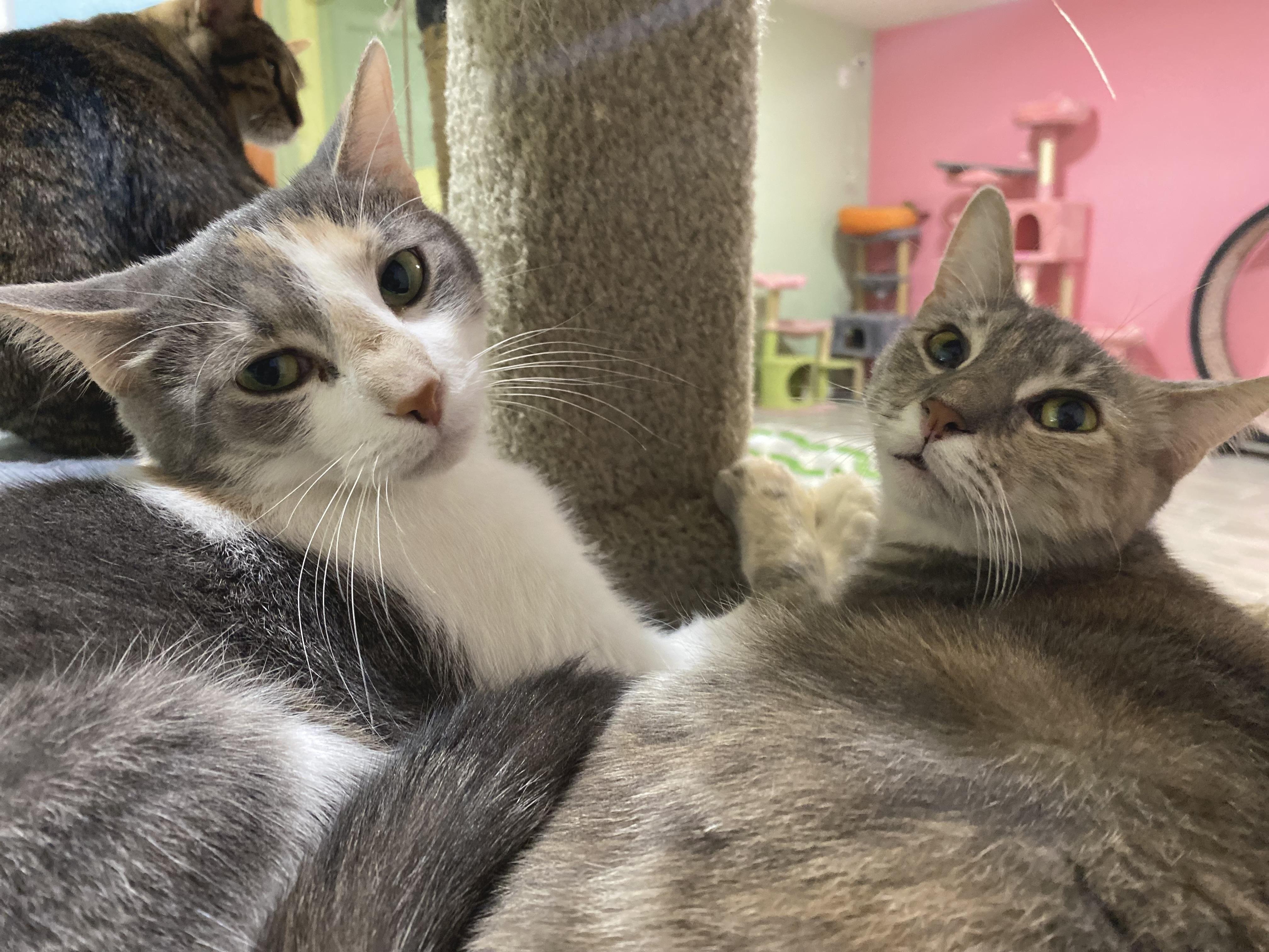 Dumpster and Marge, Adoptable, Adult Female Dilute Tortoiseshell.