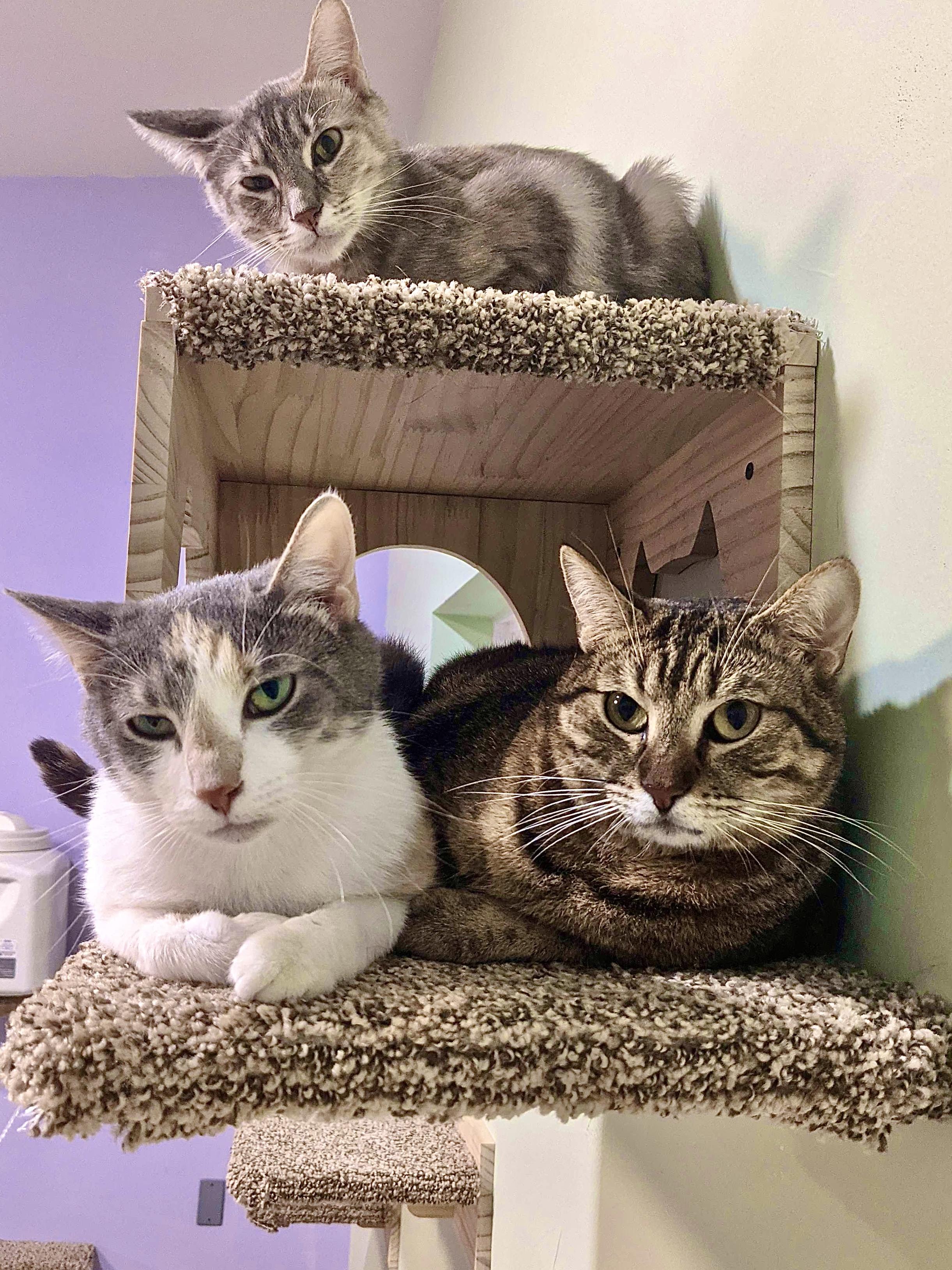 Enlarge Dumpster and Marge, a Adoptable Dilute Tortoiseshell in Granite Shoals, TX image 2/6