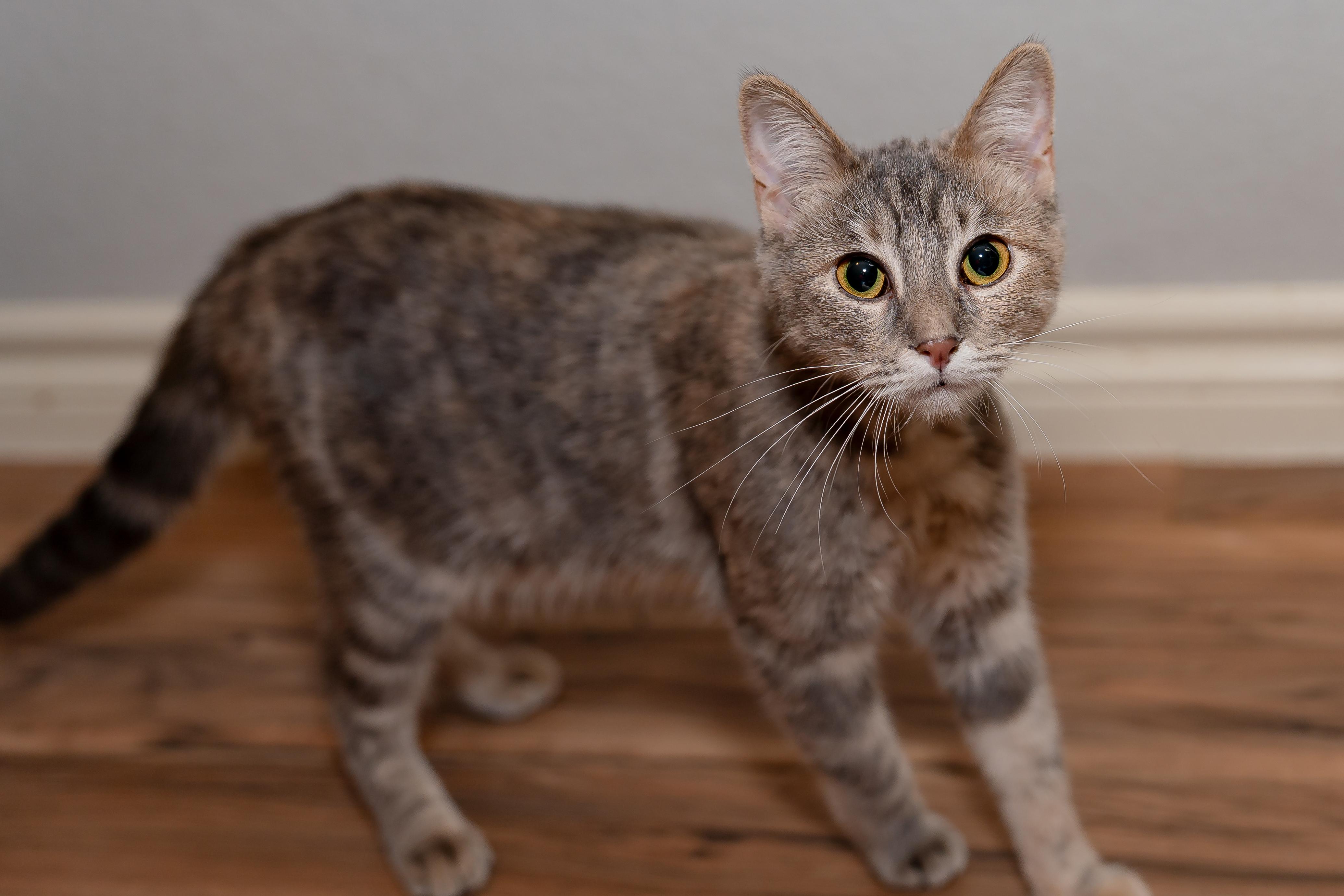 Enlarge Dumpster and Marge, a Adoptable Dilute Tortoiseshell in Granite Shoals, TX image 5/6