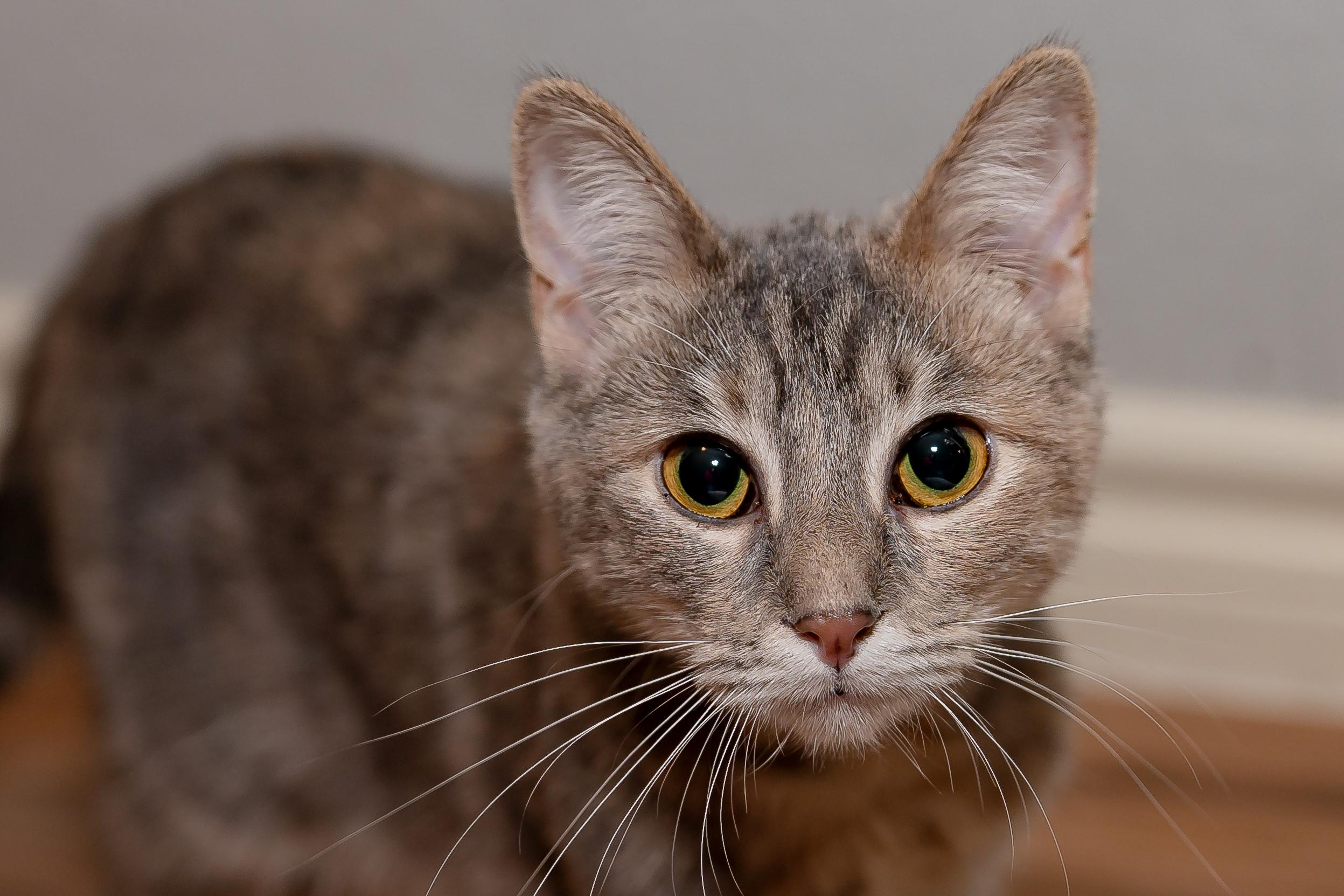 Enlarge Dumpster and Marge, a Adoptable Dilute Tortoiseshell in Granite Shoals, TX image 4/6