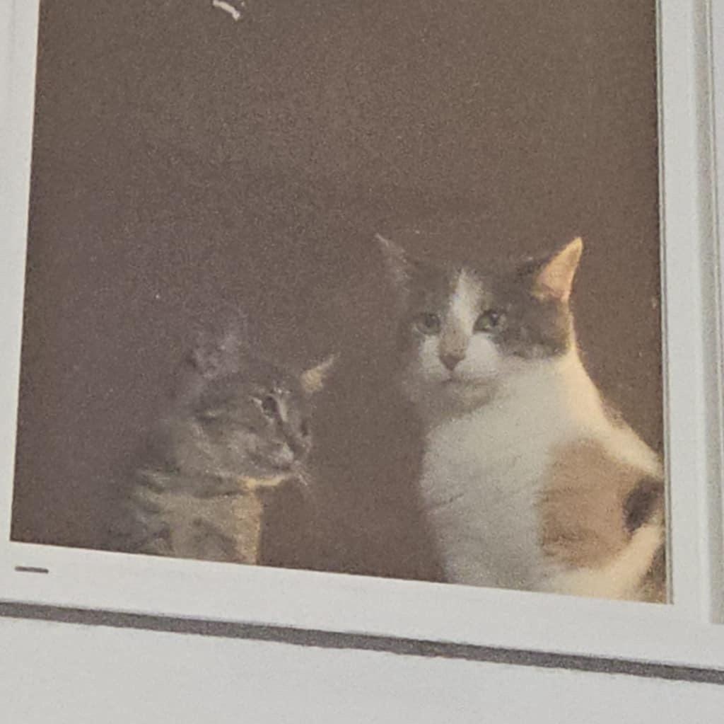 Enlarge Dumpster and Marge, a Adoptable Dilute Tortoiseshell in Granite Shoals, TX image 3/6