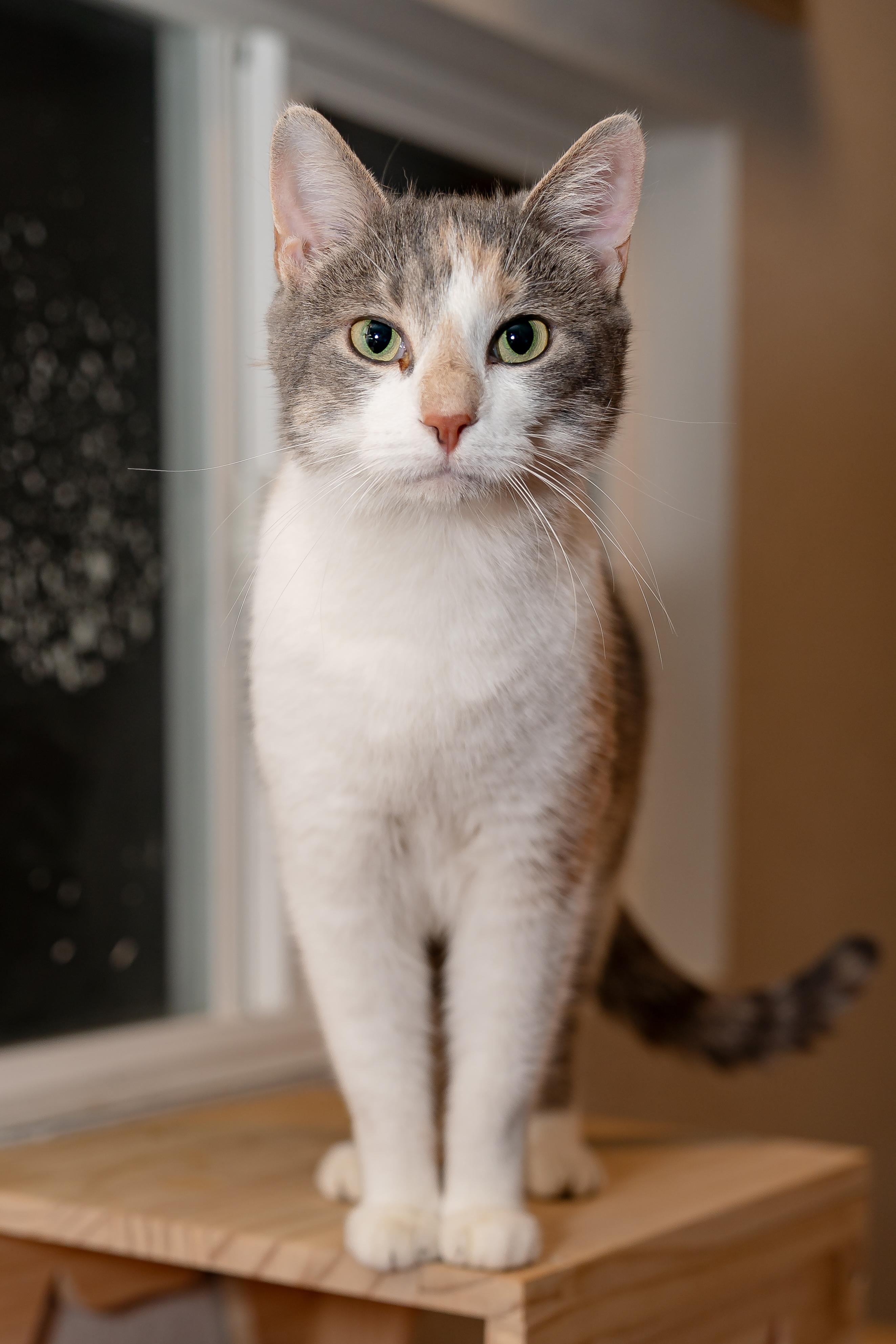 Enlarge Dumpster and Marge, a Adoptable Dilute Tortoiseshell in Granite Shoals, TX image 6/6
