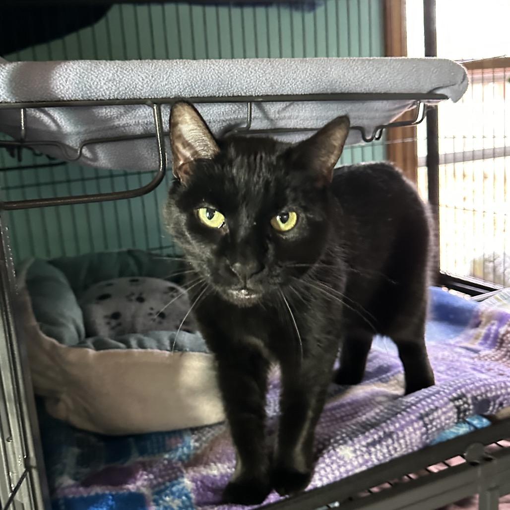 Bibi, Adoptable, Adult Female Domestic Short Hair.