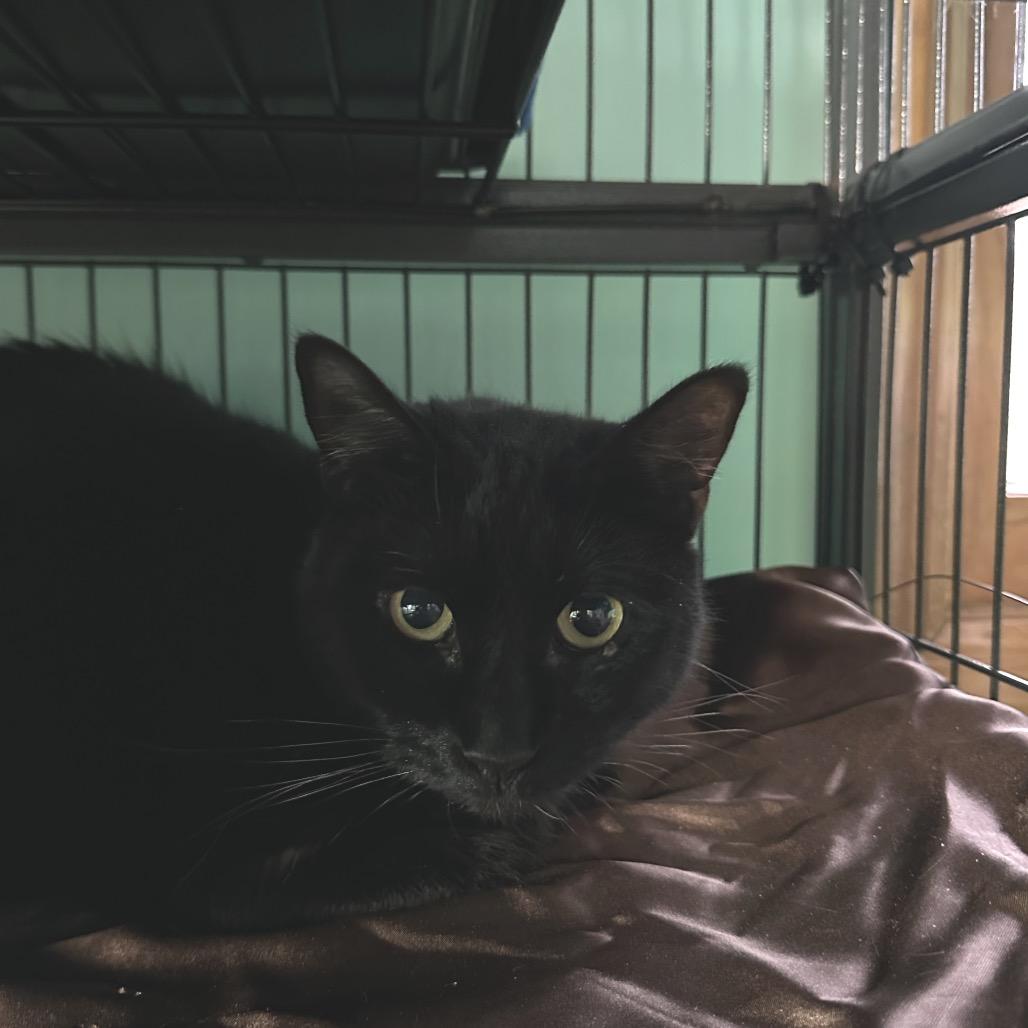 Bibi, a Adoptable Domestic Short Hair in Hampton Bays, NY image 2/2