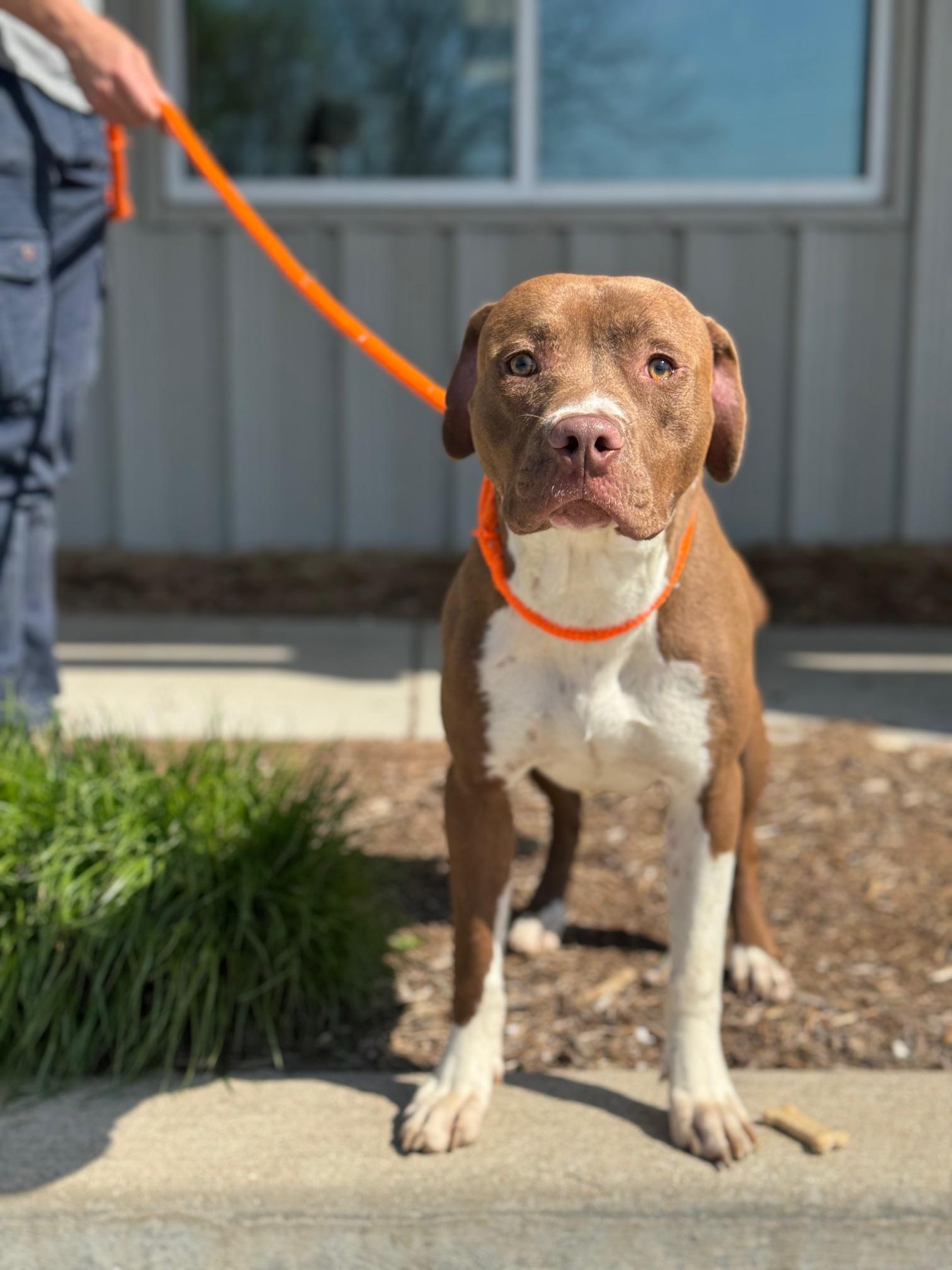 Enlarge Trace, a Adoptable mixed breed in Benton Harbor, MI image 2/6