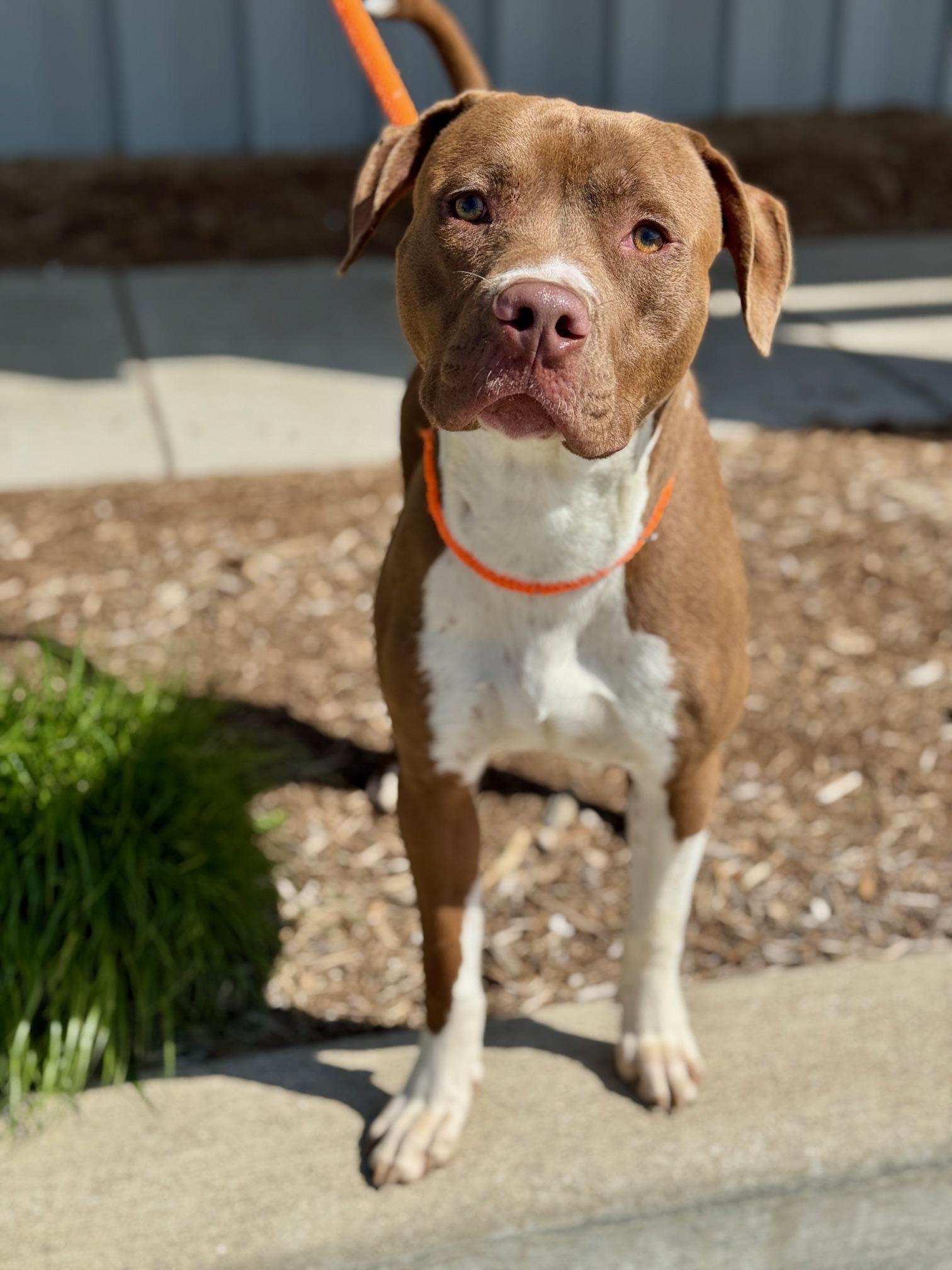 Enlarge Trace, a Adoptable mixed breed in Benton Harbor, MI image 3/6