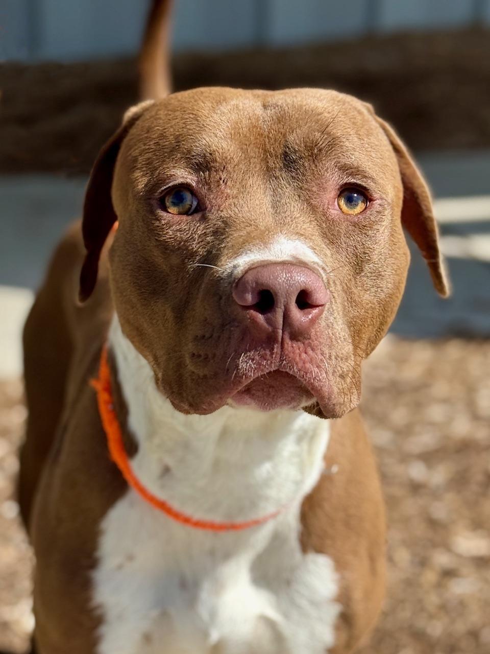 Enlarge Trace, a Adoptable mixed breed in Benton Harbor, MI image 6/6