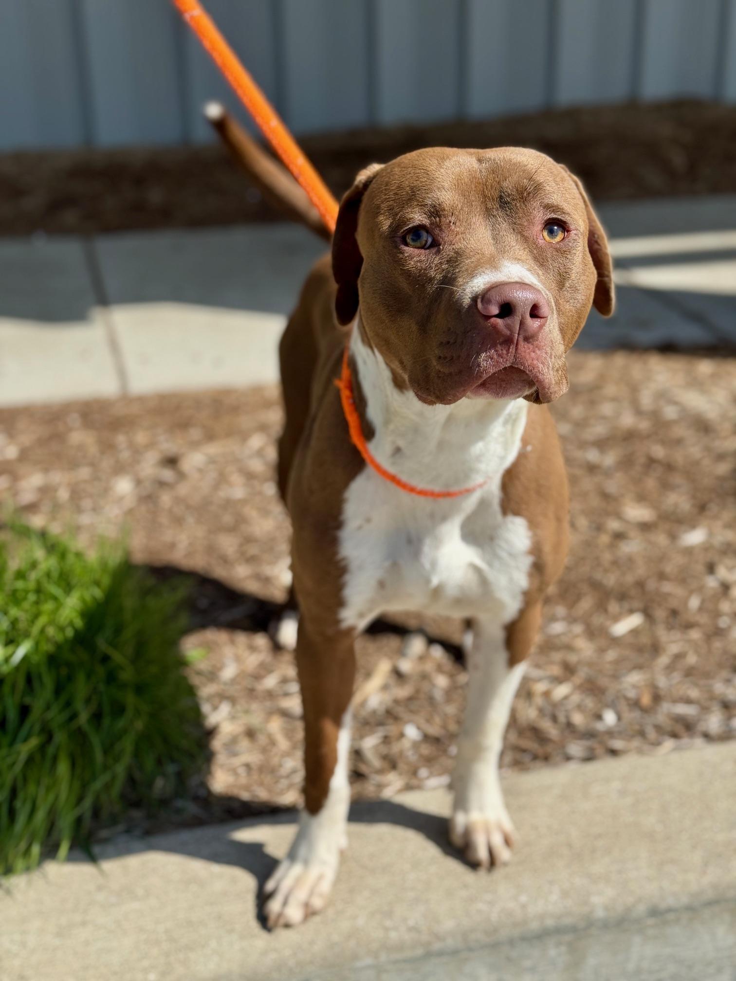 Enlarge Trace, a Adoptable mixed breed in Benton Harbor, MI image 4/6