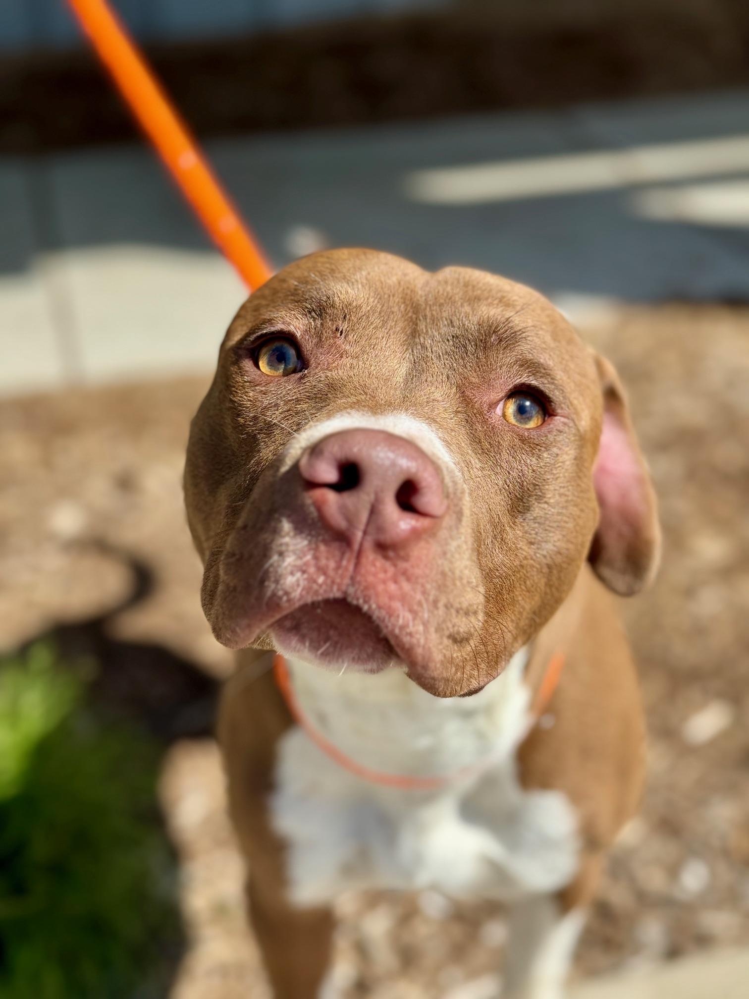 Enlarge Trace, a Adoptable mixed breed in Benton Harbor, MI image 1/6