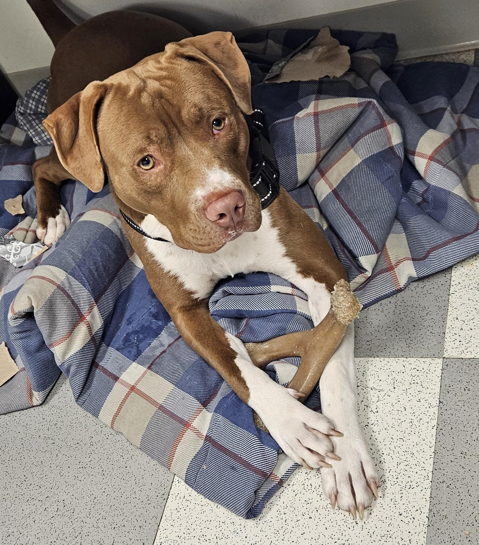 Enlarge Trace, a Adoptable mixed breed in Benton Harbor, MI image 2/6