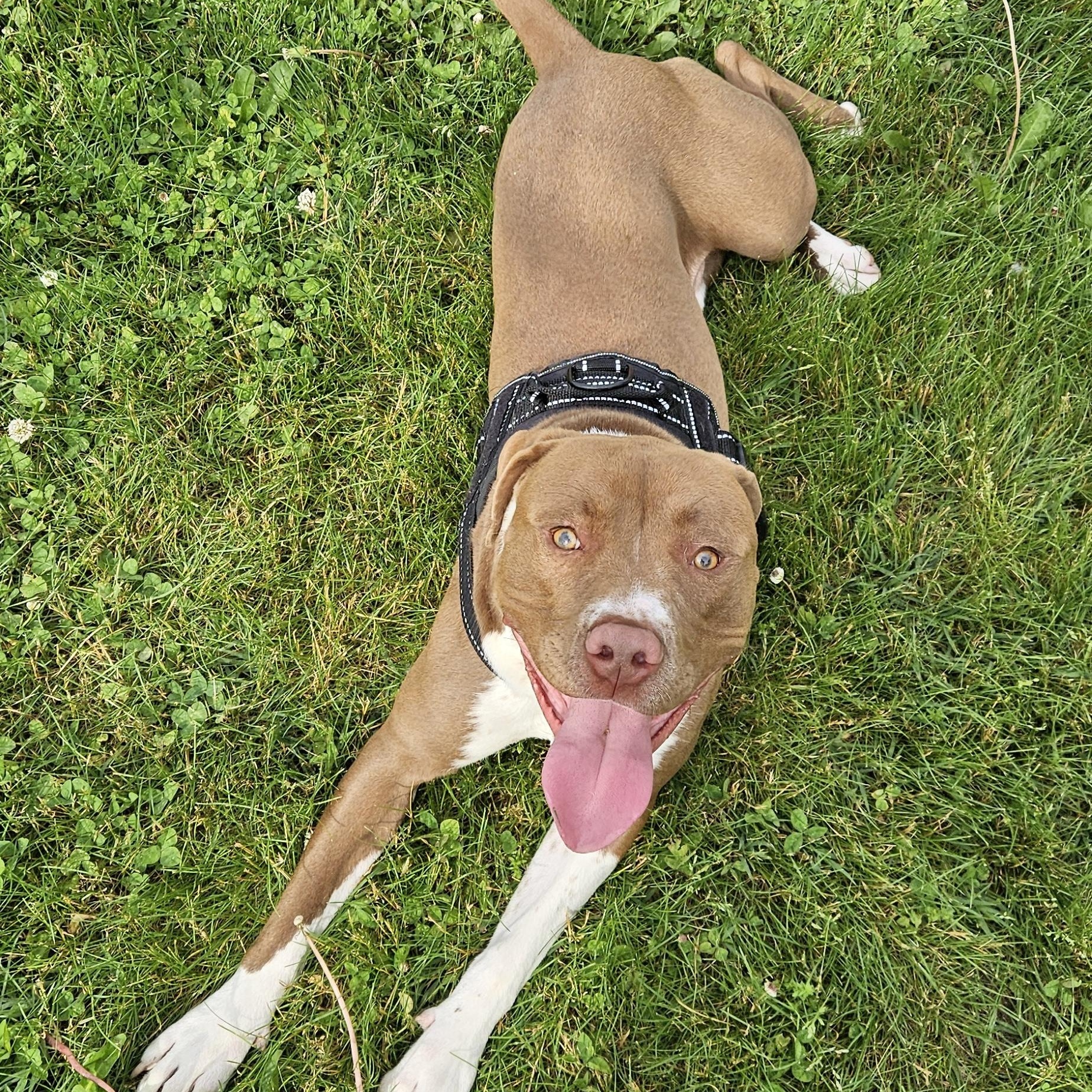 Enlarge Trace, a Adoptable mixed breed in Benton Harbor, MI image 1/6
