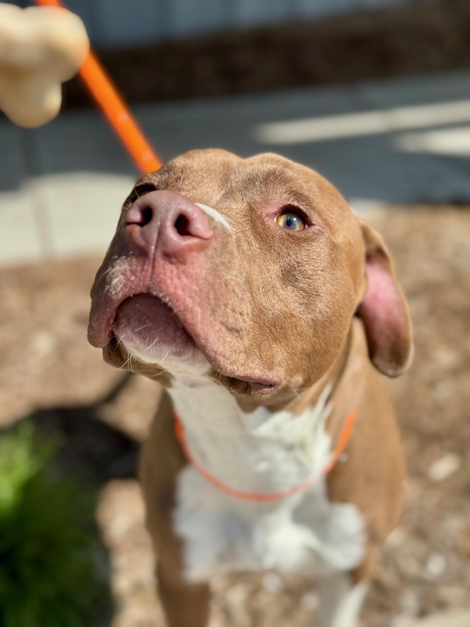 Enlarge Trace, a Adoptable mixed breed in Benton Harbor, MI image 5/6