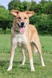 Leona, a Adoptable mixed breed in Columbia, TN image 1/5