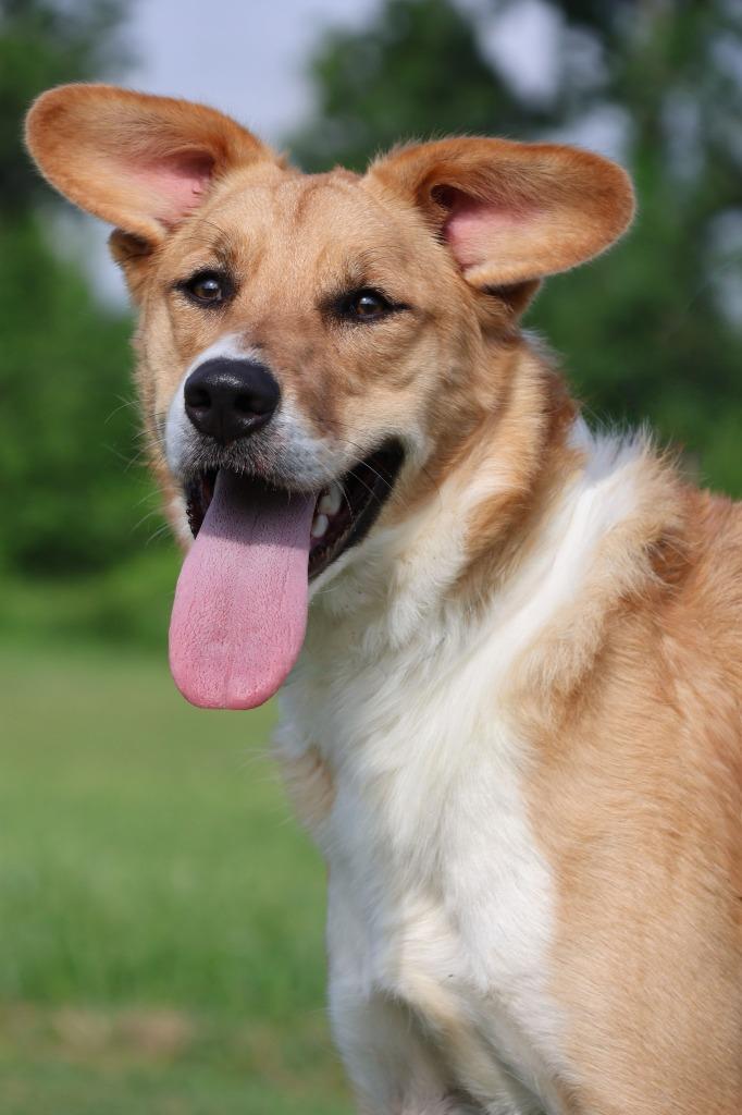 Leona, Adoptable, Young Female Mixed Breed.