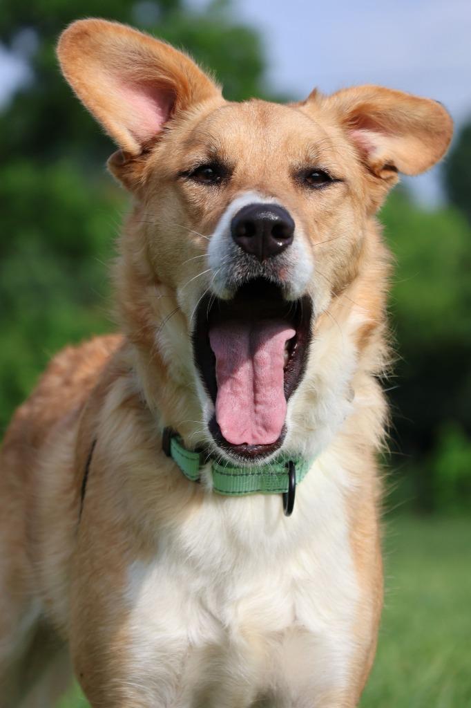 Leona, a Adoptable mixed breed in Columbia, TN image 3/5