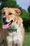Leona, a Adoptable mixed breed in Columbia, TN image 4/5