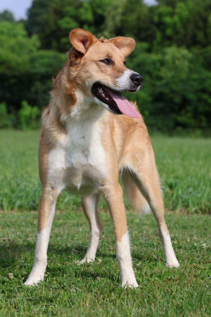 Leona, a Adoptable mixed breed in Columbia, TN image 5/5