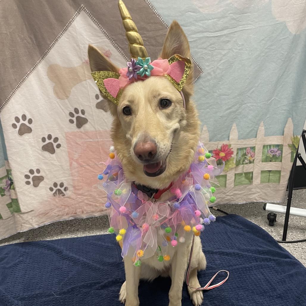 Zara, Adoptable, Adult Female Shepherd.