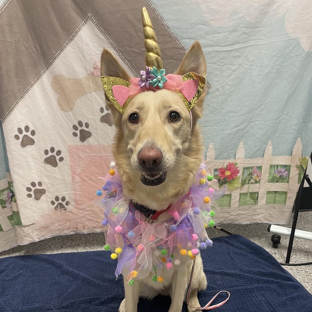 Zara, a Adoptable Shepherd in Henderson, NV image 2/3