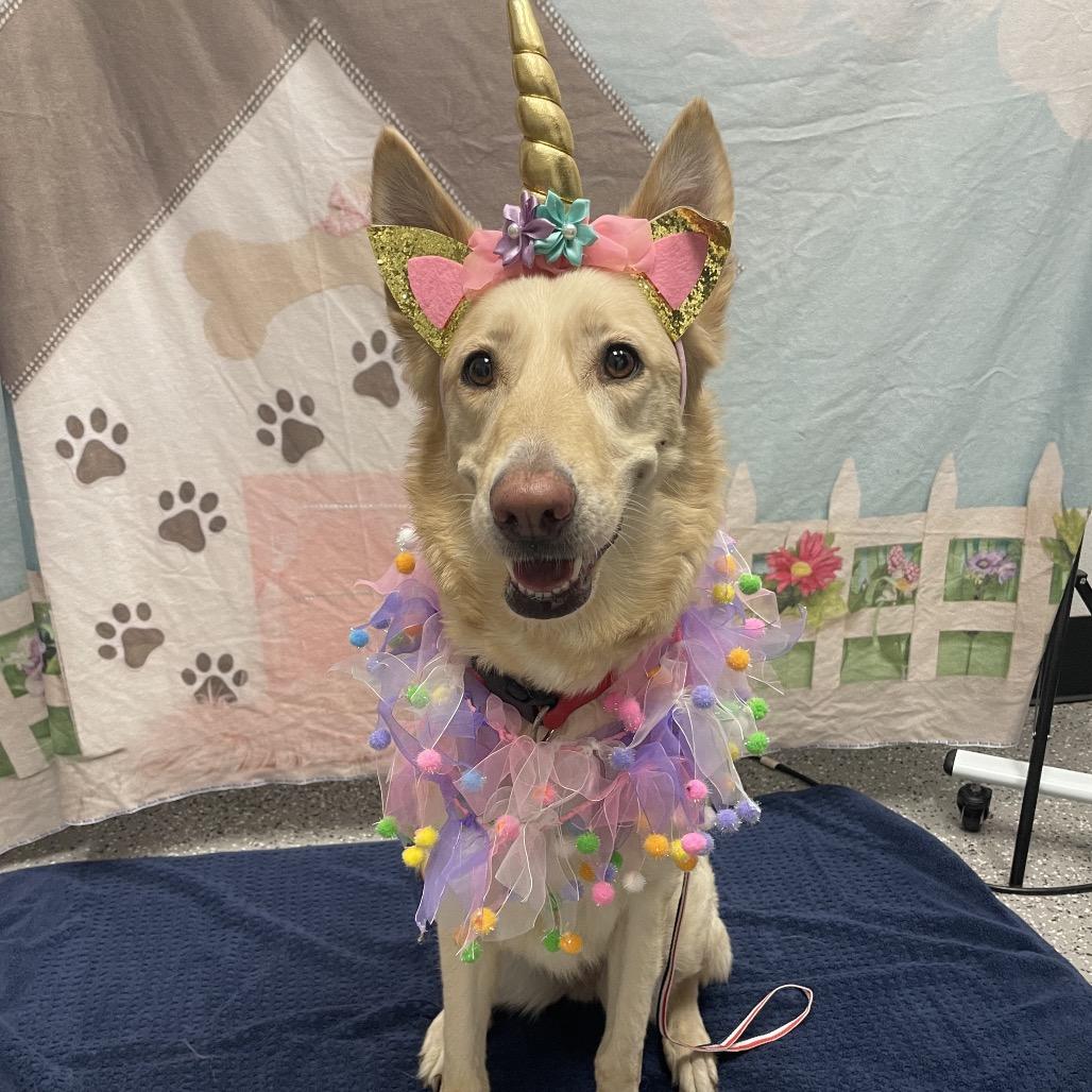 Zara, a Adoptable Shepherd in Henderson, NV image 3/3