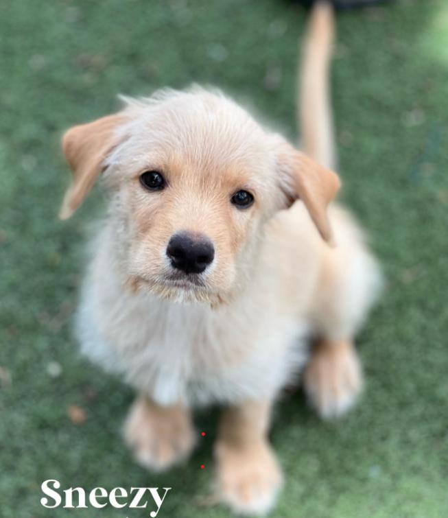Sneezy, Adoptable, Young Male Australian Shepherd & Labradoodle.