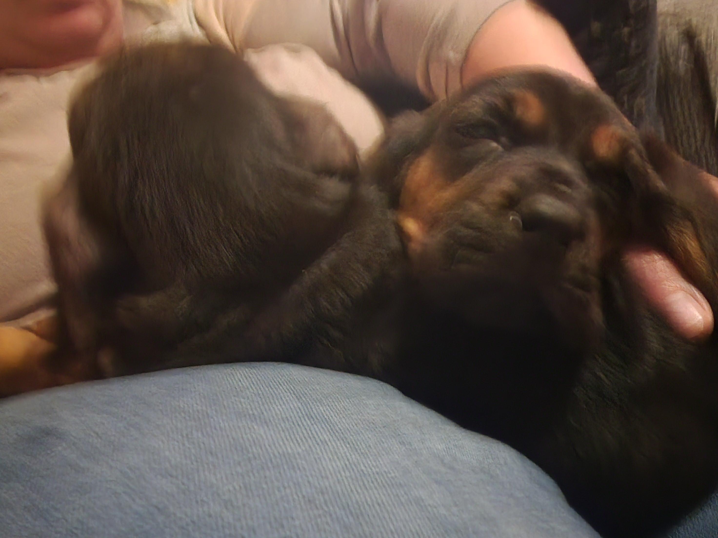 Scarlett thumbnail 2