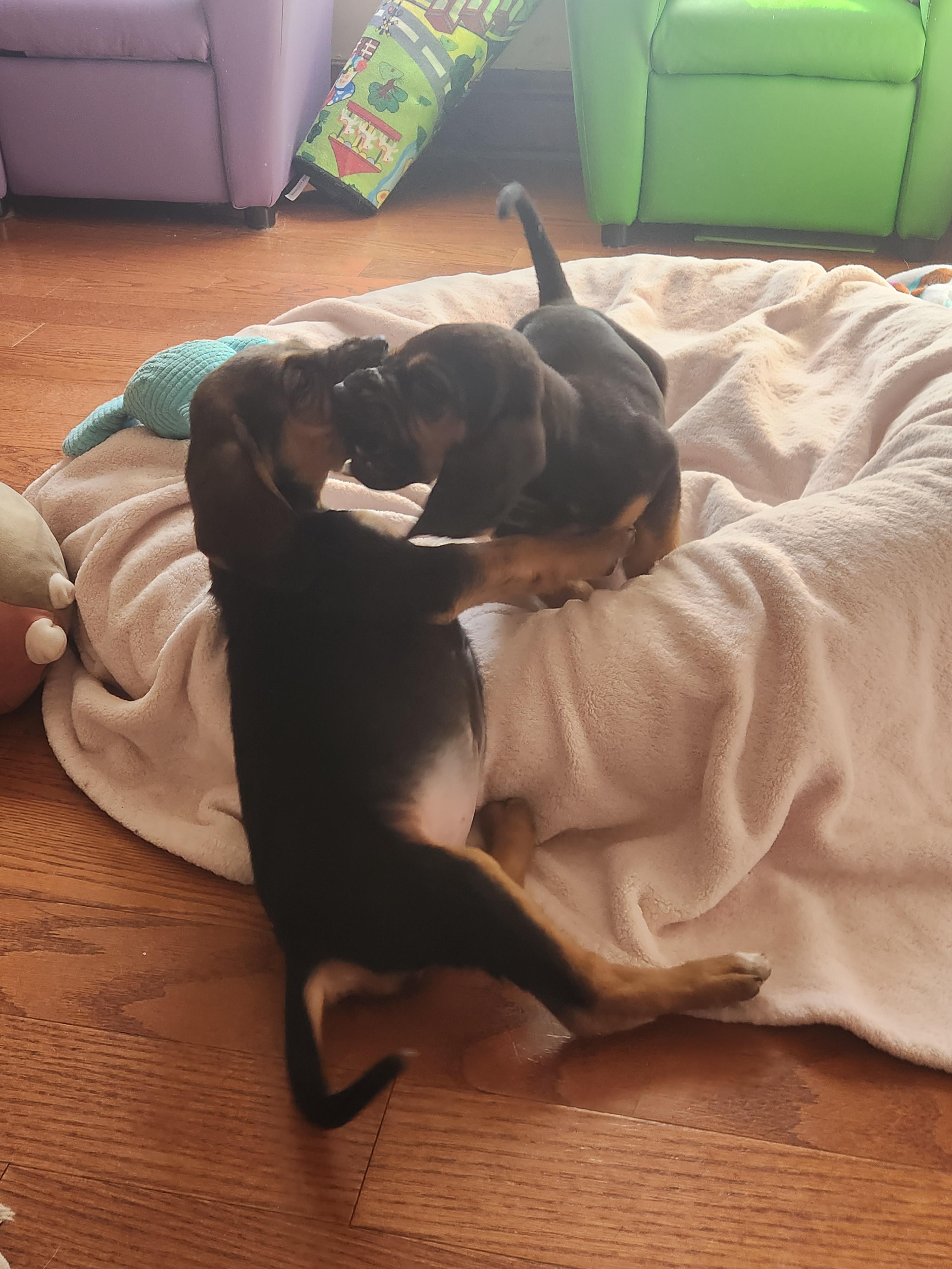 Scarlett thumbnail 4