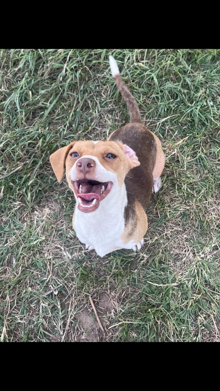 Enlarge Stawberry, an adopted Chihuahua in Arvada, CO image 5/5