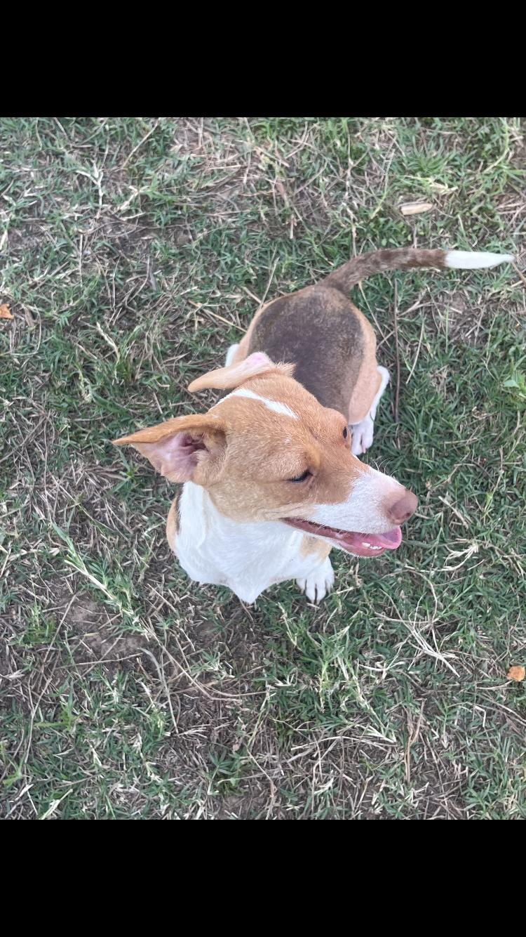 Enlarge Stawberry, an adopted Chihuahua in Arvada, CO image 2/5