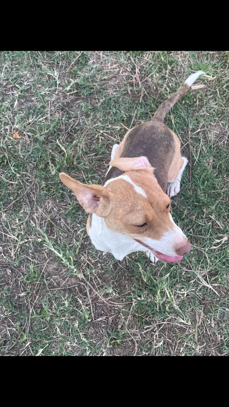 Enlarge Stawberry, an adopted Chihuahua in Arvada, CO image 4/5